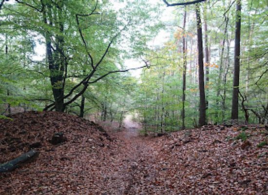 netherlands/flevoland/attraction/leuvenum-forest