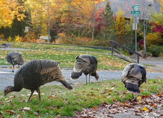 washington/spokane/attraction/cliff-park