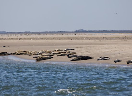 netherlands/wadden-islands/attraction/expeditie-waddenzee