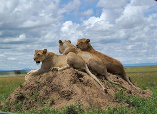 tanzania/serengeti-national-park/attraction/nyamoyo-tours-and-safaris