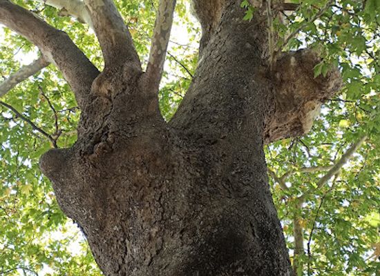 greece/samos/attraction/old-tree