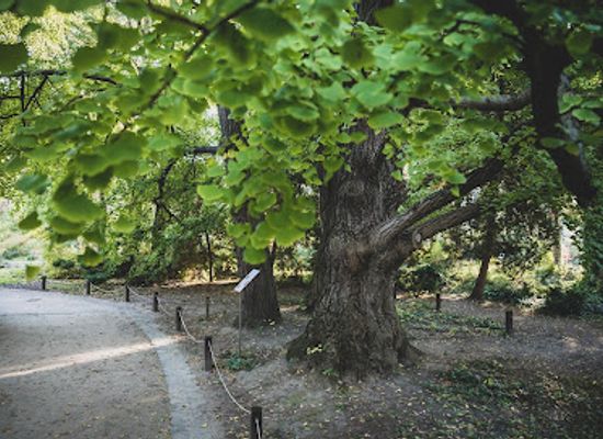 hungary/southern-great-plain/attraction/wisetrees-hungary