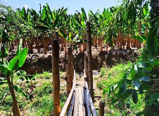 colombia/coffee-axis/attraction/canopy-los-caracolies