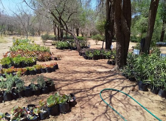 botswana/southern-district/attraction/mokolodi-indigenous-nurseries