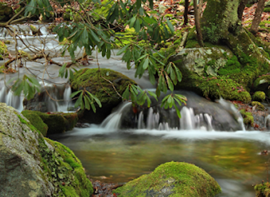 honduras/cusuco-national-park/attraction/naturaleza-merendon