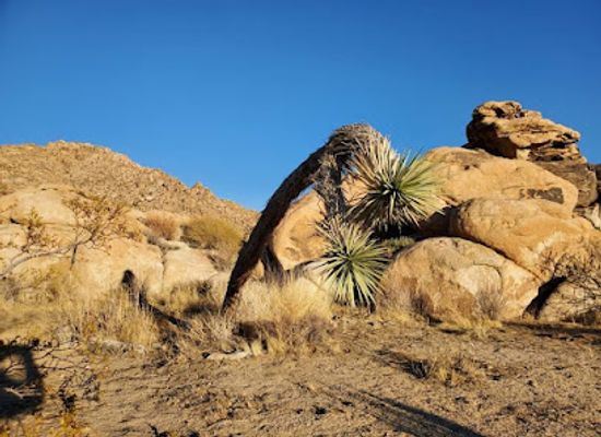 california/joshua-tree-national-park/attraction/desert-view-conservation-area