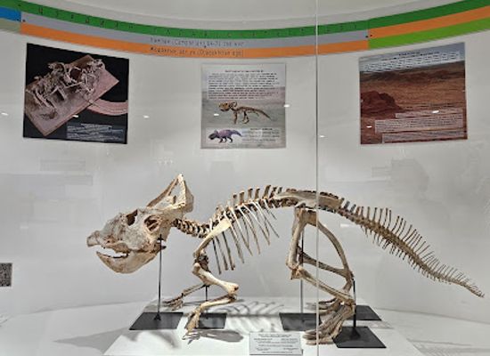 mongolia/gobi-desert/attraction/the-gobi-museum-of-nature-and-history