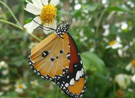 united-kingdom/birmingham/attraction/stratford-butterfly-farm