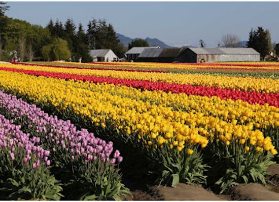 washington/the-skagit-valley/attraction/tulip-town