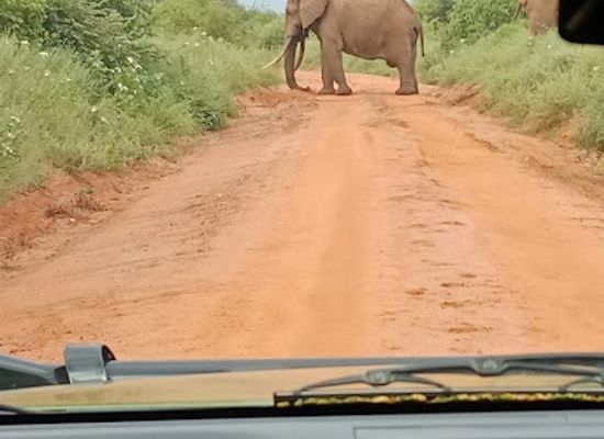 kenya/tsavo-national-park/attraction/tsavo-west-park-headquarters-kamboyo