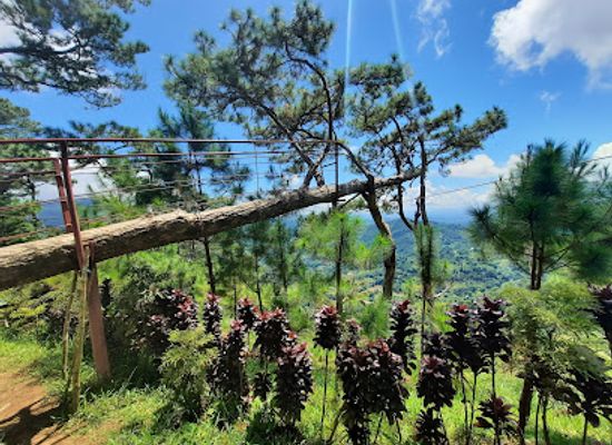 philippines/western-visayas/attraction/bucari-pine-forest