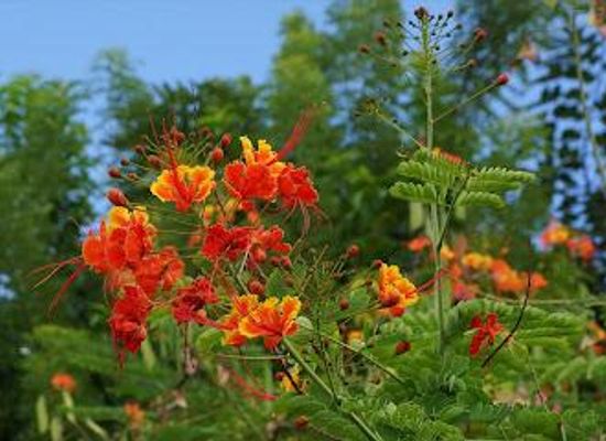 dominica/mahaut/attraction/dominica-botanical-gardens