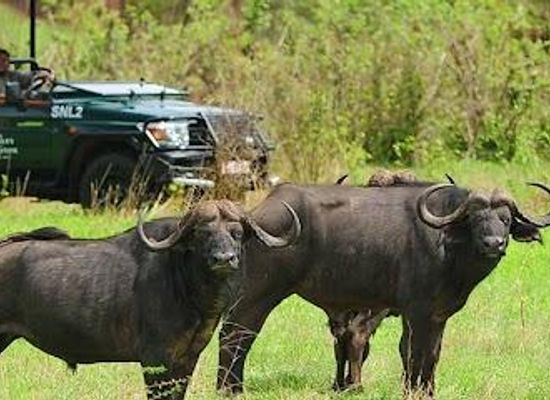 zambia/livingstone/attraction/zambezi-national-park