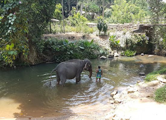 sri-lanka/kegalle-district/attraction/club-concept-elephant-riding
