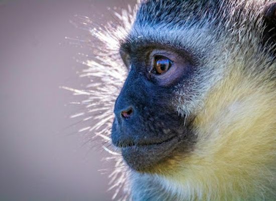 the-gambia/upper-saloum/attraction/yello-tenda-community-primates-project