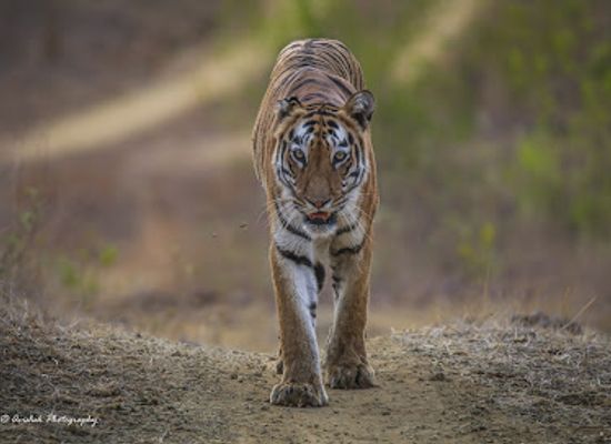 india/north-india/attraction/tadoba-andhari-tiger-reserve