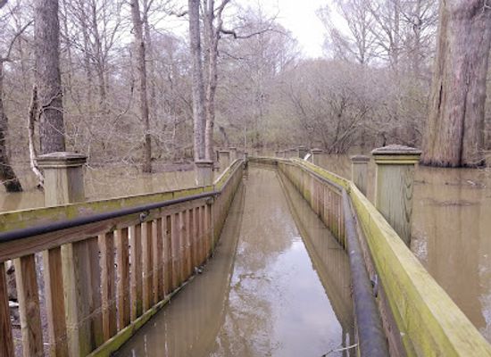 mississippi/the-delta/attraction/sky-lake-wma-boardwalk