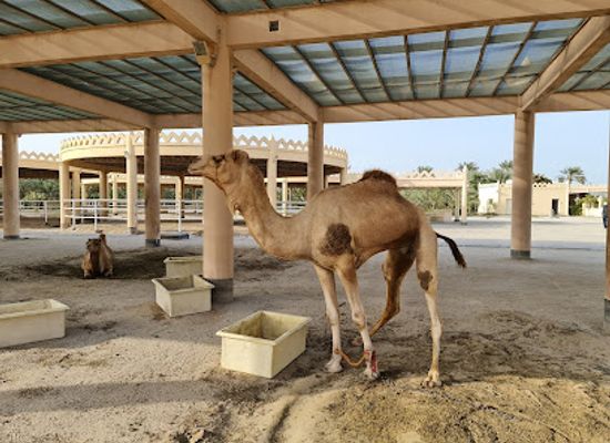 bahrain/hawar-islands/attraction/royal-camel-farm