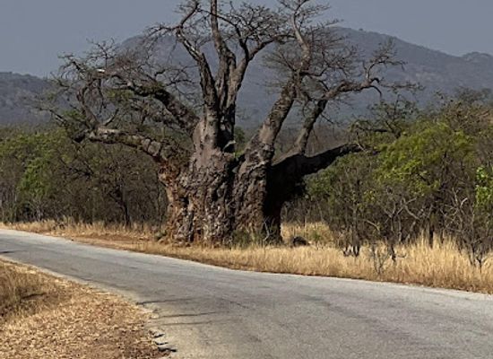 zimbabwe/mana-pools-national-park/attraction/mukuyu-tree