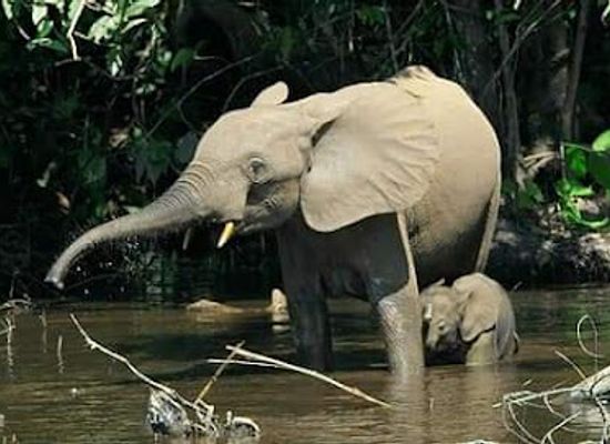 liberia/sinoe-county/attraction/sapo-national-park