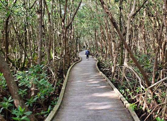 florida/southwest-florida/attraction/four-mile-cove-ecological-preserve