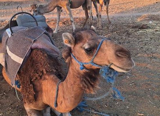 morocco/marrakech/attraction/palmeraie-marrakech
