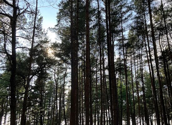 lithuania/klaipeda-region/attraction/hamakas-pusyne