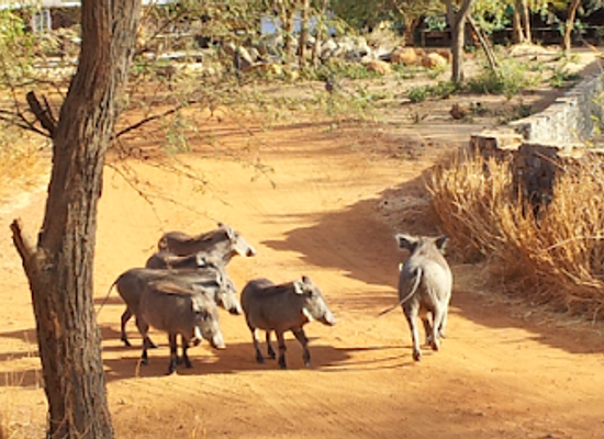 senegal/mbour/attraction/entree-reserve-de-bandia