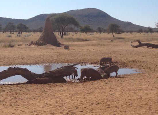 namibia/namib-desert/attraction/okonjima-nature-reserve