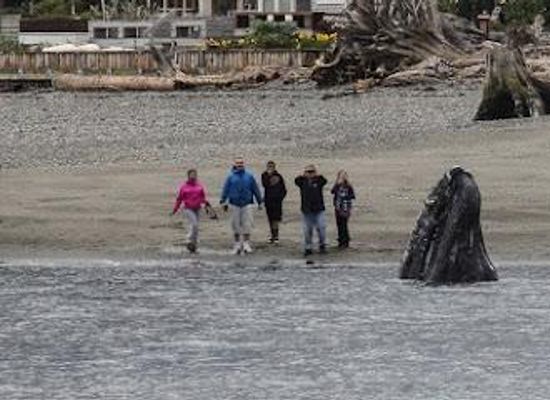 washington/puget-sound/attraction/langley-whale-center