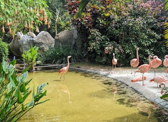 florida/st-petersburg-beach/attraction/sunken-gardens