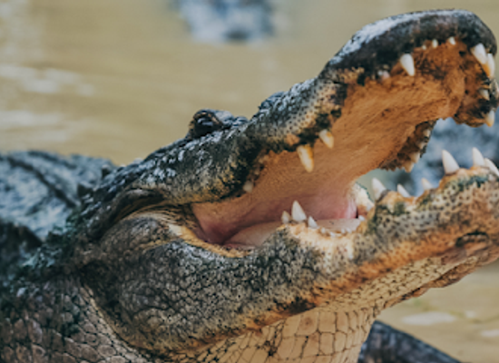 florida/southeast-florida/attraction/wild-florida-airboats-gator-park