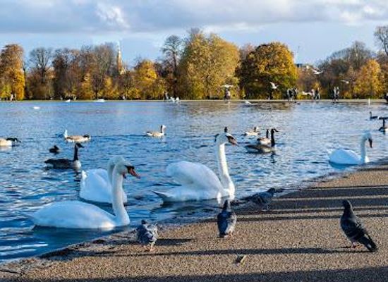united-kingdom/london/landmark/round-pond