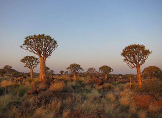 namibia/keetmanshoop/attraction/quiver-tree-forest