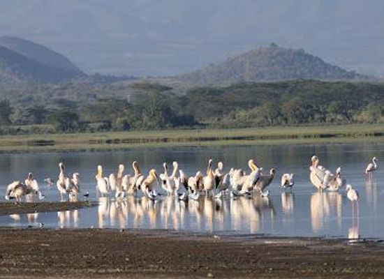 kenya/nakuru/attraction/lake-elementaita