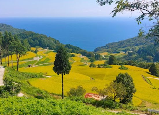 japan/sado/attraction/iwakubi-shoryu-rice-terrace