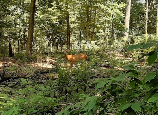 maryland/appalachian-plateau/attraction/cylburn-arboretum