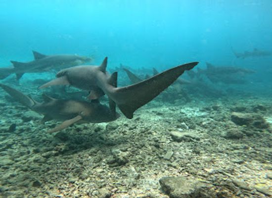 maldives/kaafu-atoll/attraction/champagiri-shark-point