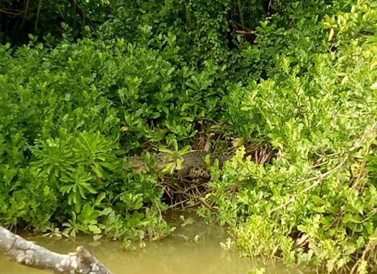 sri-lanka/matara/attraction/chandika-cocadile-river-safari