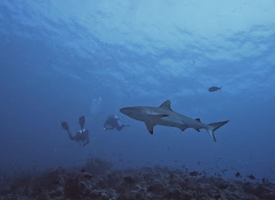 maldives/thoddoo/attraction/madivaru-corner-dive-site