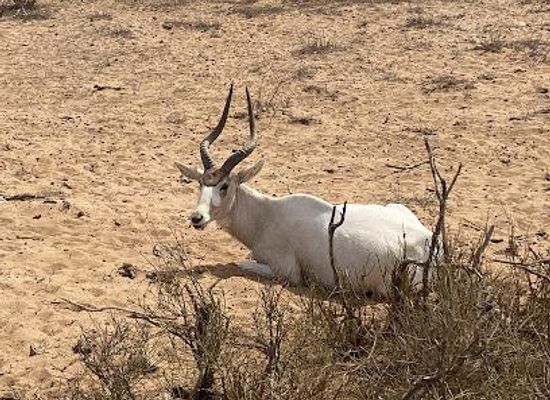 morocco/agadir/attraction/souss-massa-national-park