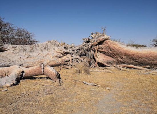 botswana/nxai-pan-national-park/attraction/baobab-chapmana