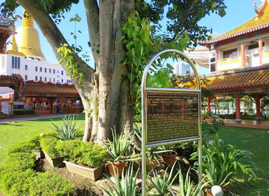 singapore/geylang/attraction/the-sacred-bodhi-tree