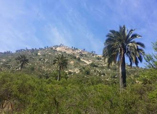 chile/valparaiso-region/attraction/la-campana-sector-cajon-grande-national-park