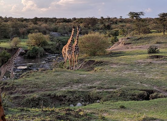 kenya/elgeyo-escarpment/attraction/naboisho-conservancy