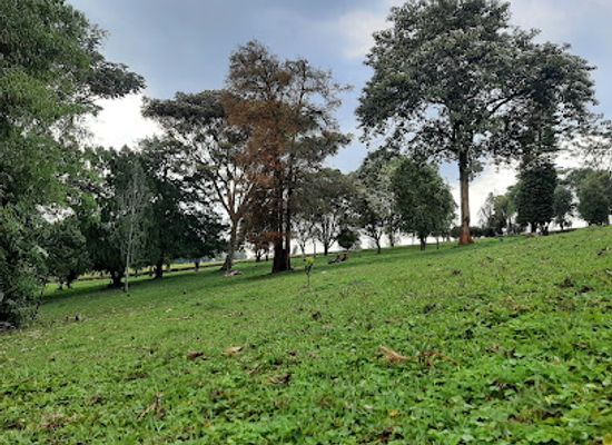 kenya/nyanza-region/attraction/chagaik-arboretum