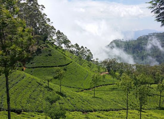 sri-lanka/up-country/attraction/thangamale-sanctuary