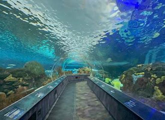 canada/toronto/attraction/ripley-s-aquarium-of-canada