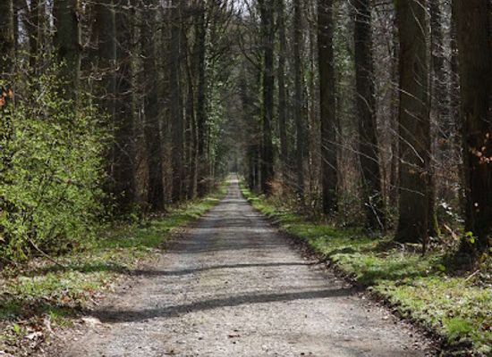 belgium/walloon-brabant/attraction/meerdaalwoud