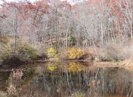 massachusetts/hampden-county/attraction/laughing-brook-wildlife-sanctuary